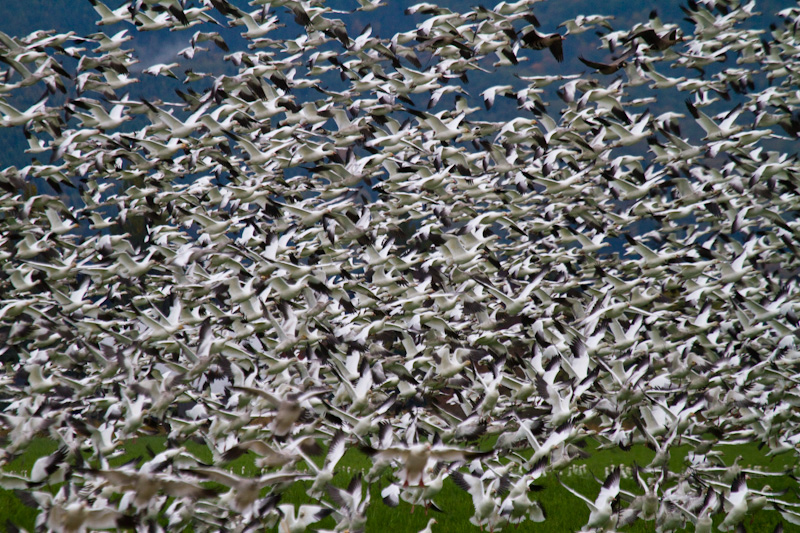 Snow Geese Flock Taking Off